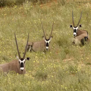 Gemsbok Print, Kgalagadi Transfrontier NP, South Africa Gemsbok Print, Kgalagadi Transfrontier NP, South Africa