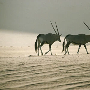 Gemsbok (Oryx gazella) Family Walking Across Dry Desert Plain