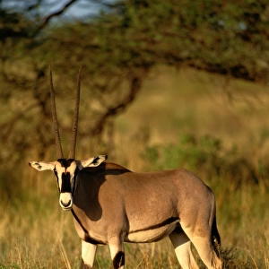 Gemsbok (Oryx gazella) in grass, Samburu National Park, Kenya