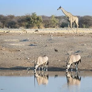 Gemsboks -Oryx gazella- drinking at the Chudop waterhole, a Giraffe -Giraffa camelopardalis- at back, Etosha National Park, Namibia