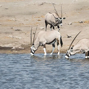 Gemsboks -Oryx gazella-, herd at the Chudop waterhole, Etosha National Park, Namibia