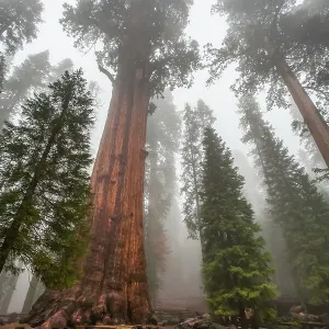 General Sherman, world's largest tree, Sequoia National Park