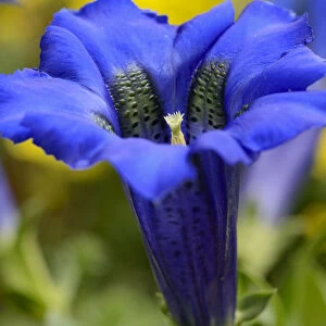 Gentian -Gentiana clusii-, calyx with ovary and pollen