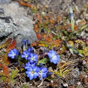 Gentiana (Gentiana ornata) Gentiana (Gentiana ornata)