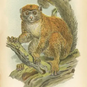 Gentle lemur primate 1894 Gentle lemur primate 1894