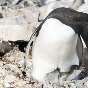 Gentoo Penguin -Pygoscelis papua-, with newly hatched chick, Petermann-Insel, Antarctic Peninsula, Antarctica
