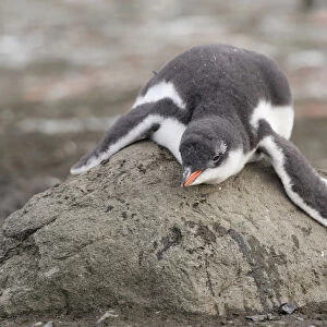Gentoo Penguin -Pygoscelis papua- chick in downy feathers, asleep, cooling off, Barrientos Island, Aitcho Islands, Sudliche Shetlandinseln, Antarctica