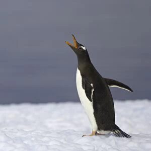 Gentoo penguin vocalizing, Antarctic Peninsula