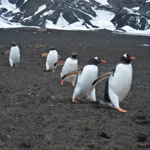 Gentoo penguins Gentoo penguins