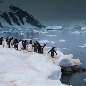 Gentoo penguins, Antarctica