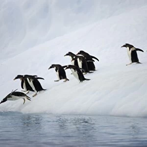 Gentoo penguins on iceberg, Antarctic Peninsula