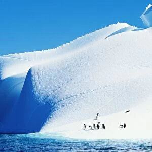 Gentoo penguins (Pygoscelis papua) on iceberg