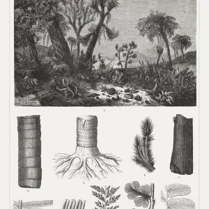 Geologic period Carboniferous, wood engravings, published 1894 Geologic period Carboniferous, wood engravings, published 1894