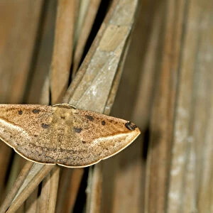 Geometer moth or Geometridae -Geometridae-, Tandayapa region, Andean cloud forest, Ecuador, South America