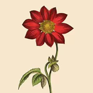 Georgina or Dahlia Plants, Victorian Botanical Illustration