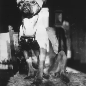 German Army Dog Print German Army Dog Print