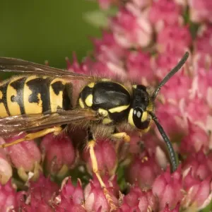 German or European wasp -Vespula germanica-, on Stonecrop -Sedum telephium-, Untergroenigen, Baden-Wuerttemberg, Germany, Europe German or European wasp -Vespula germanica-, on Stonecrop -Sedum telephium-, Untergroenigen, Baden-Wuerttemberg, Germany, Europe