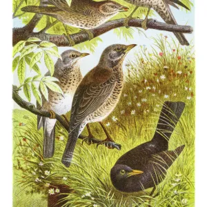 German thrush engraving 1882