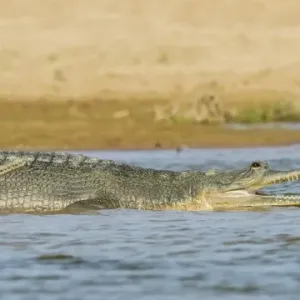 Gharial -Gavialis gangeticus-, Chambal River, Rajasthan, India Gharial -Gavialis gangeticus-, Chambal River, Rajasthan, India