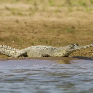 Gharial Print - Chambal River, Rajasthan Gharial Print - Chambal River, Rajasthan