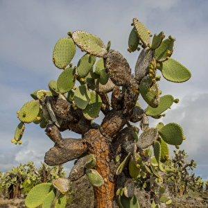 Giant cactus at Galapagos