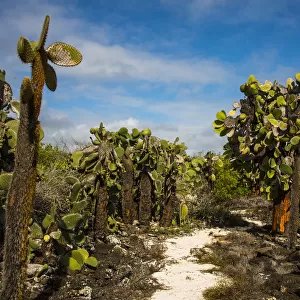 Giant cactus at Galapagos