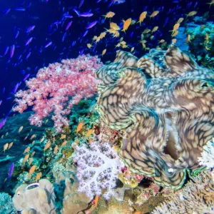 A giant clam surrounded by anthias A giant clam surrounded by anthias