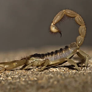 Giant desert hairy scorpion (Hadrurus arizonensis)