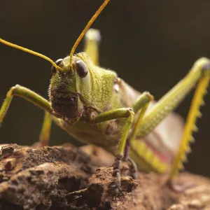 Giant grasshopper