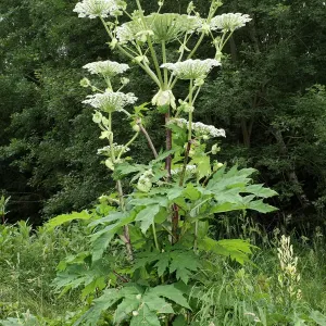 Giant Hogweed Print, Allgaeu, Bavaria Giant Hogweed Print, Allgaeu, Bavaria