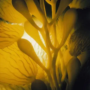 Giant Kelp Print by Jeff Rotman Underwater Photography Giant Kelp Print by Jeff Rotman Underwater Photography