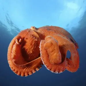 Giant Pacific Octopus Print, Enteroctopus dofleini Giant Pacific Octopus Print, Enteroctopus dofleini