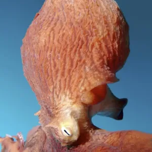 Giant Pacific octopus or North Pacific giant octopus -Enteroctopus dofleini-, Japan Sea, Primorsky Krai, Russian Federation, Far East Giant Pacific octopus or North Pacific giant octopus -Enteroctopus dofleini-, Japan Sea, Primorsky Krai, Russian Federation, Far East