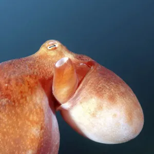 Giant Pacific octopus or North Pacific Giant octopus -Enteroctopus dofleini-, Japan Sea, Far East, Primorsky Krai, Russian Federation Giant Pacific octopus or North Pacific Giant octopus -Enteroctopus dofleini-, Japan Sea, Far East, Primorsky Krai, Russian Federation