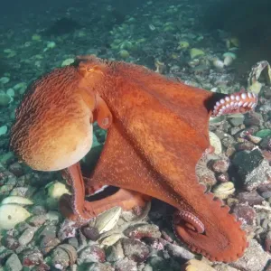 Giant Pacific octopus or North Pacific giant octopus -Enteroctopus dofleini-, Japan Sea, Primorsky Krai, Russian Federation Giant Pacific octopus or North Pacific giant octopus -Enteroctopus dofleini-, Japan Sea, Primorsky Krai, Russian Federation