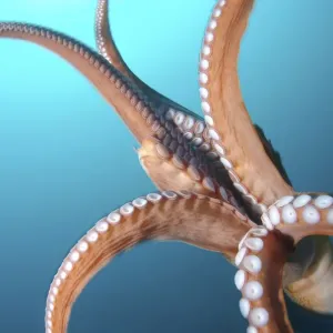 Giant Pacific octopus or North Pacific giant octopus -Enteroctopus dofleini-, Japan Sea, Primorsky Krai, Russian Federation Giant Pacific octopus or North Pacific giant octopus -Enteroctopus dofleini-, Japan Sea, Primorsky Krai, Russian Federation