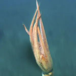 Giant Pacific octopus or North Pacific giant octopus -Enteroctopus dofleini-, Japan Sea, Primorsky Krai, Russian Federation Giant Pacific octopus or North Pacific giant octopus -Enteroctopus dofleini-, Japan Sea, Primorsky Krai, Russian Federation