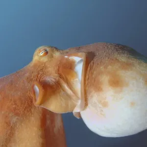 Giant Pacific octopus or North Pacific giant octopus -Enteroctopus dofleini-, Japan Sea, Primorsky Krai, Russian Federation Giant Pacific octopus or North Pacific giant octopus -Enteroctopus dofleini-, Japan Sea, Primorsky Krai, Russian Federation