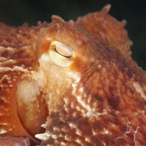 Giant Pacific Octopus, North Pacific Giant Octopus -Enteroctopus dofleini-, Sea of Japan, Primorsky Krai, Russia Giant Pacific Octopus, North Pacific Giant Octopus -Enteroctopus dofleini-, Sea of Japan, Primorsky Krai, Russia