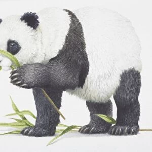 Giant Panda, Ailuropoda melanoleuca eating some bamboo leaves