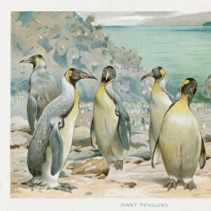 Giant penguin chromolithograph 1896
