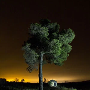 Giant pine tree
