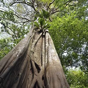 Giant rainforest tree in the flooded Varzea forest, Mamiraua National Park, Manaus, Amazonas, Brazil