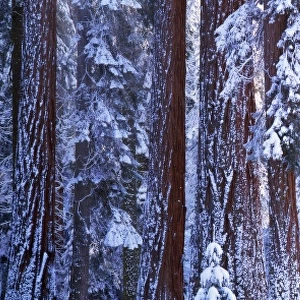 Giant redwood trees (Sequoiadendron giganteum) winter, California, USA