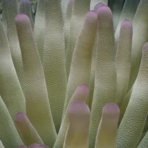 Giant Sea Anemone Tentacles Print Giant Sea Anemone Tentacles Print