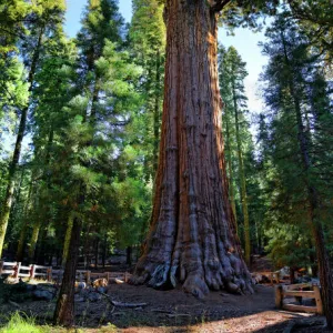 Giant sequoia General Sherman -Sequoiadendron giganteum- in the Giant Forest, Sequoia National Park, California, United States