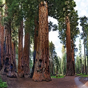 Giant sequoia -Sequoiadendron giganteum-, in front a visitor, Giant Forest, Sequoia National Park, California, United States