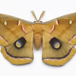Giant Silk Moth Print on White Background Giant Silk Moth Print on White Background