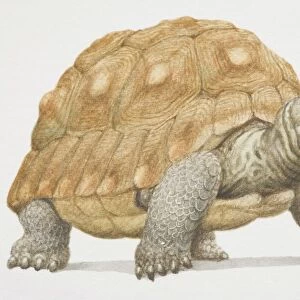 Giant tortoise (Geochelone gigantea) with hard brown shell