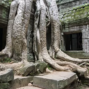 Giant tree grappling with Ta Prohm temple